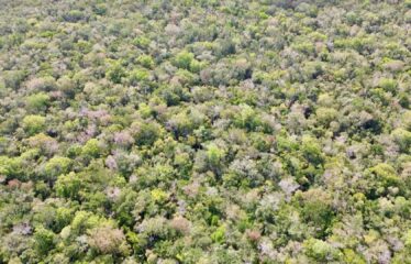 1-Hectare Jungle Lot in Gated Community Near Akumal – $100,000 USD