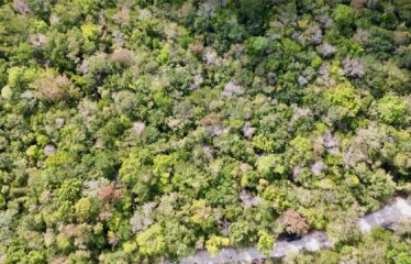 1-Hectare Jungle Lot in Gated Community Near Akumal – $100,000 USD