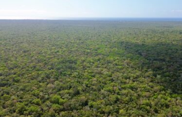 1-Hectare Jungle Lot in Gated Community Near Akumal – $100,000 USD