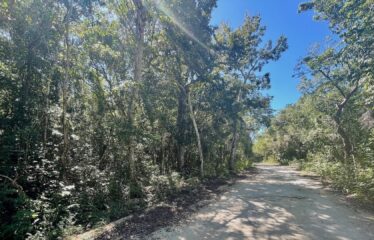 1-Hectare Jungle Lot in Gated Community Near Akumal – $100,000 USD