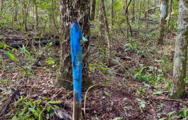 1-Hectare Jungle Lot in Gated Community Near Akumal – $100,000 USD