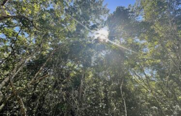 1-Hectare Jungle Lot in Gated Community Near Akumal – $100,000 USD
