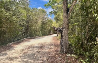 1-Hectare Jungle Lot in Gated Community Near Akumal – $100,000 USD