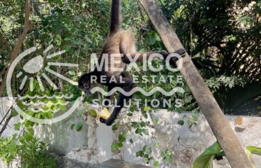 Casa Isa, A Private Organic Luxury Retreat in Puerto Aventuras